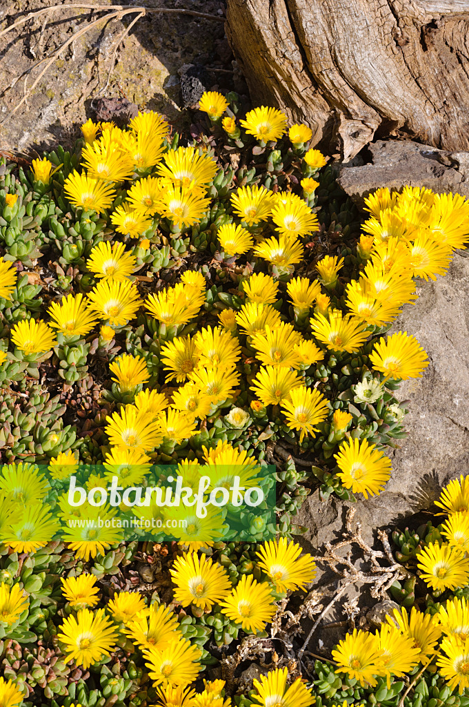 472058 - Ice plant (Delosperma congestum)