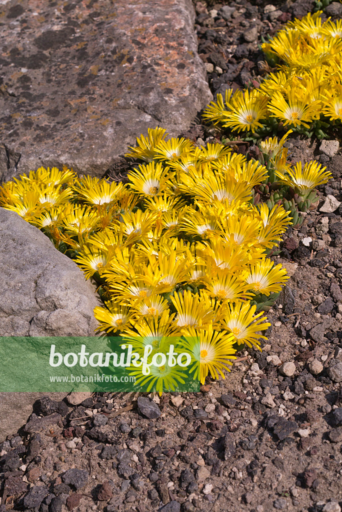 607276 - Ice plant (Delosperma cortigerum)