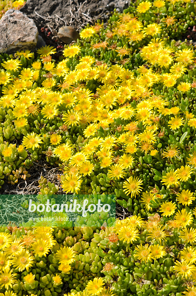 521038 - Ice plant (Delosperma nubigenum)