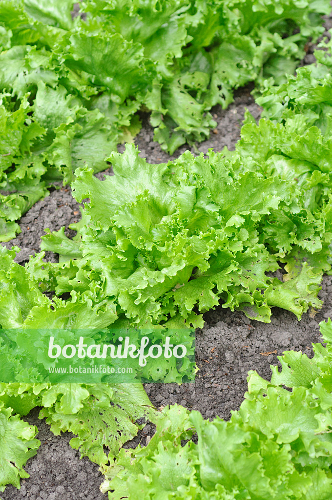 485053 - Iceberg lettuce (Lactuca sativa var. capitata)