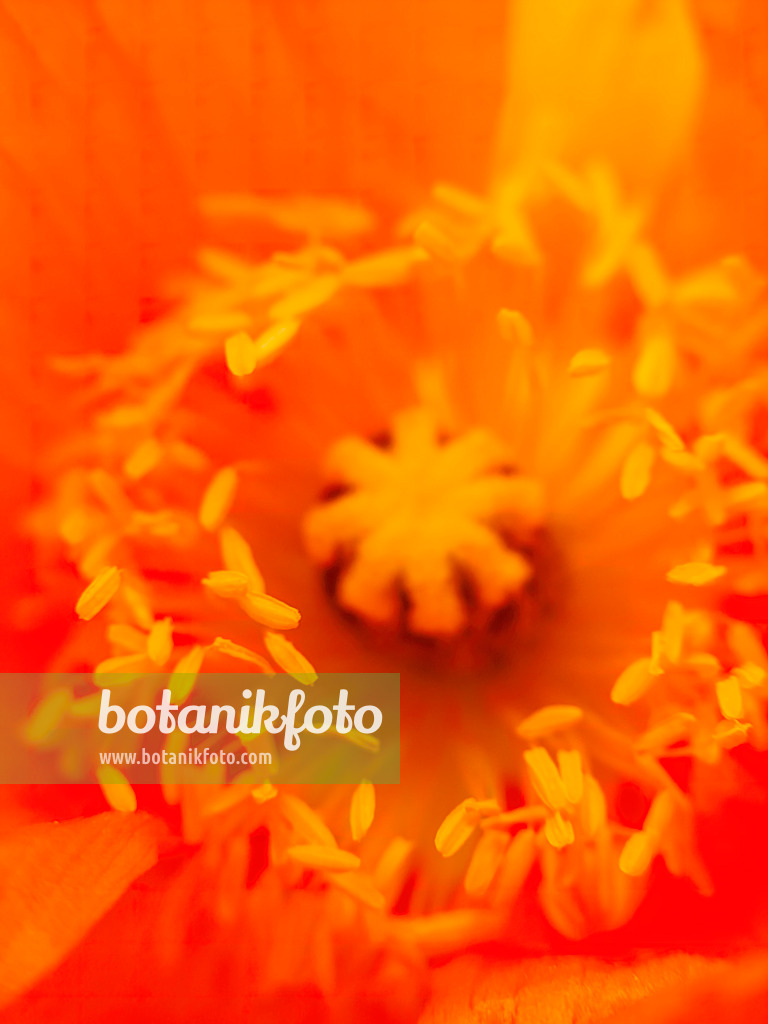 437403 - Iceland poppy (Papaver nudicaule)