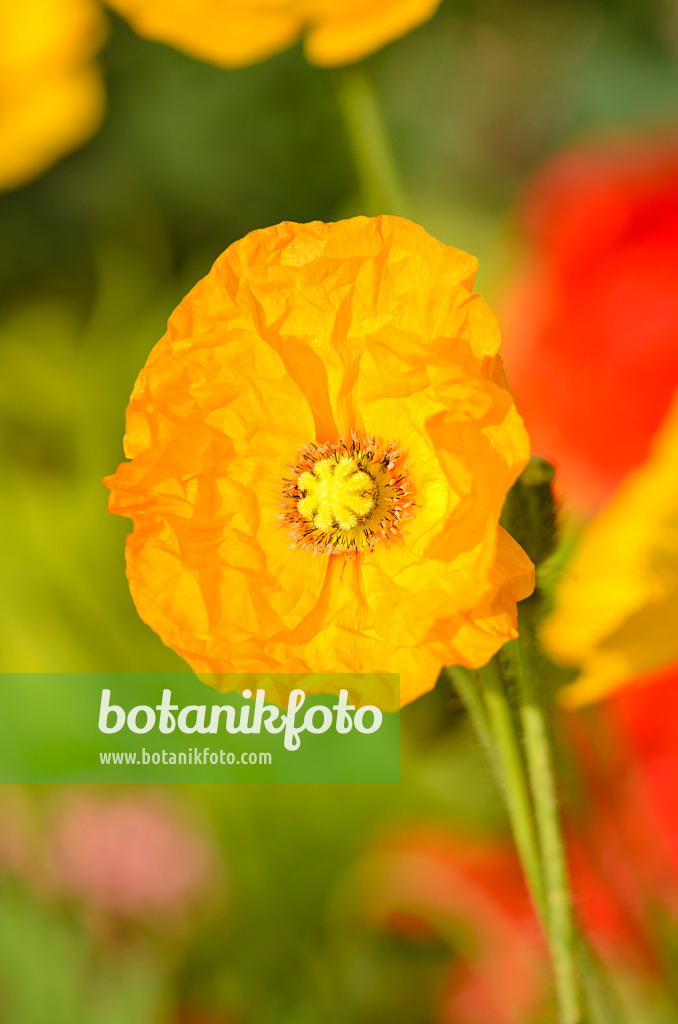 547047 - Iceland poppy (Papaver nudicaule)