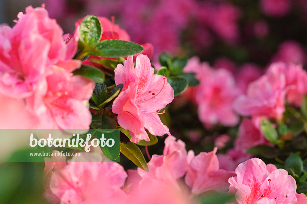 492019 - Indian azalea (Rhododendron simsii 'Nanny')