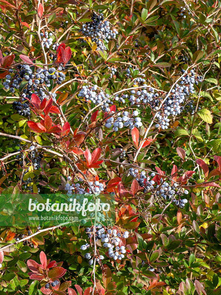 431004 - Indian barberry (Berberis aristata)