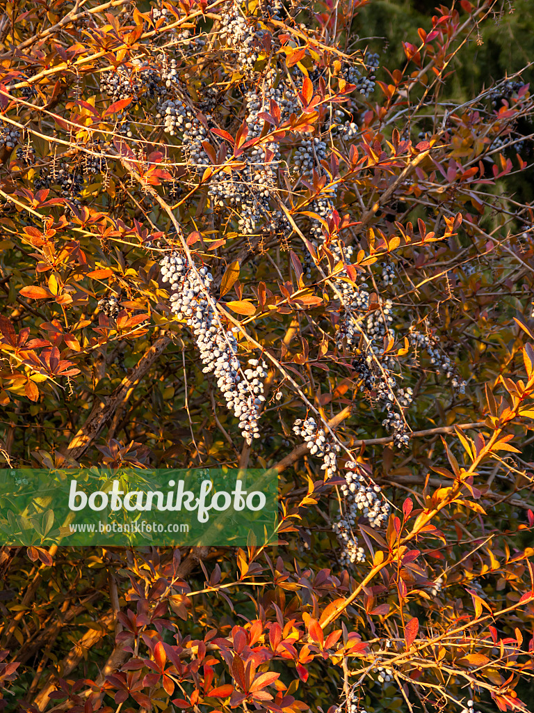 432010 - Indian barberry (Berberis aristata)