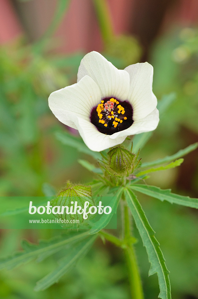 523101 - Indian hemp (Hibiscus cannabinus)