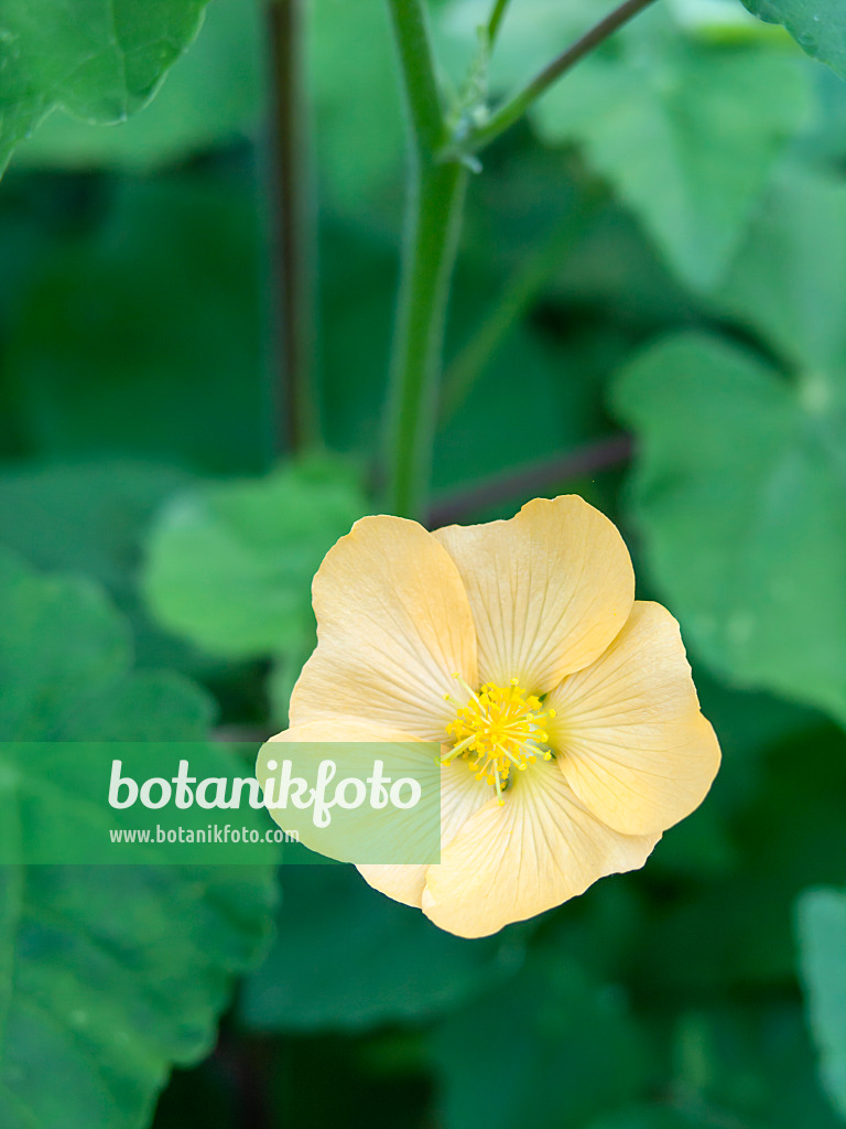 429001 - Indian mallow (Abutilon indicum)