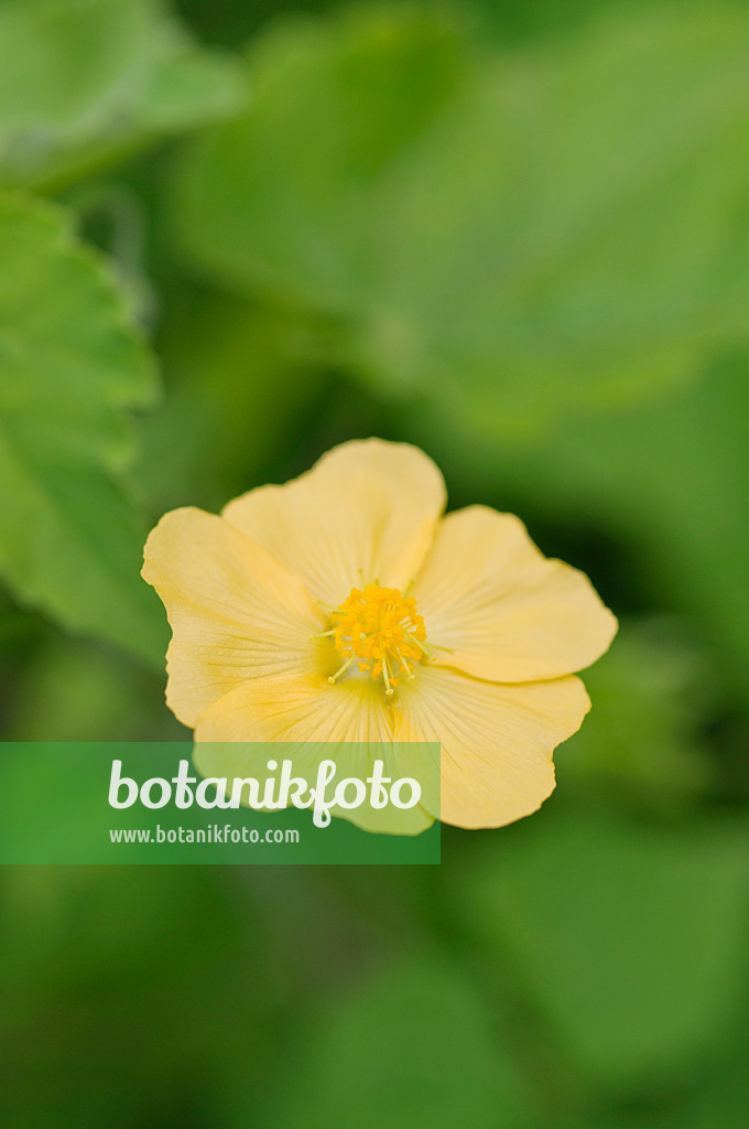 475218 - Indian mallow (Abutilon indicum)