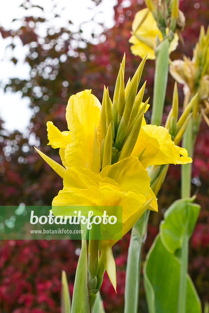 549179 - Indian shot (Canna indica 'Goldkrone')