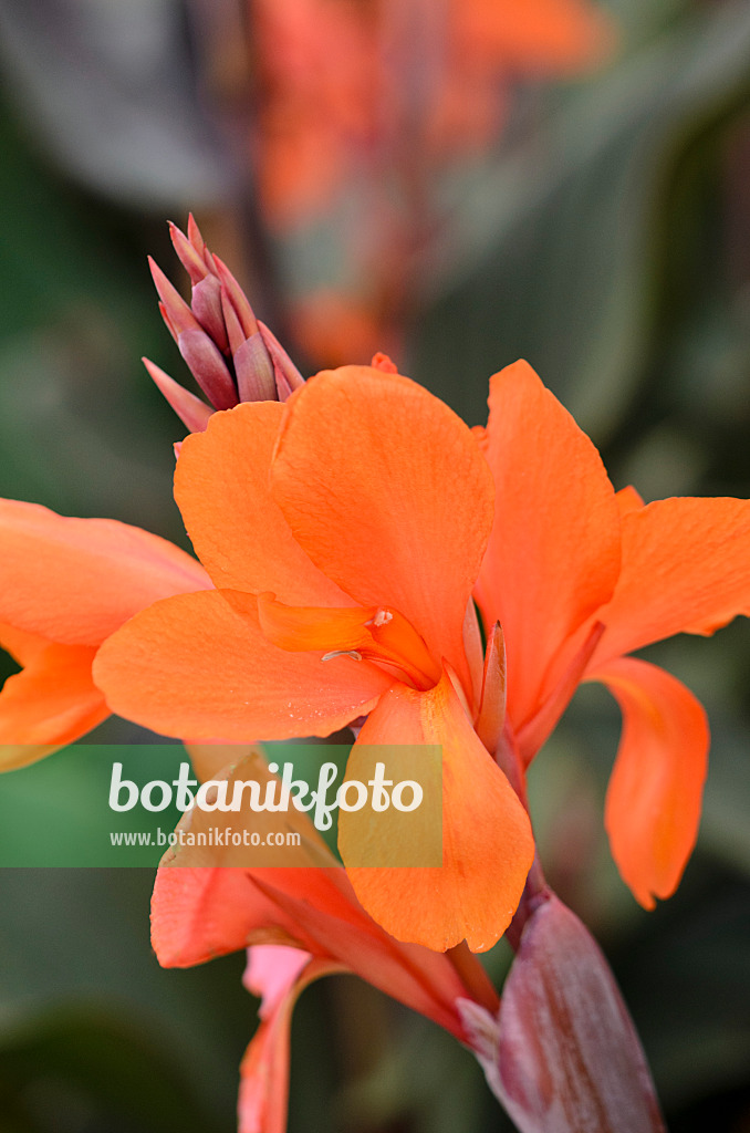 548090 - Indian shot (Canna indica 'La Gloire')