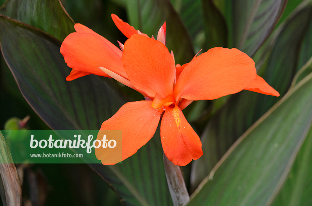 548092 - Indian shot (Canna indica 'Verdi')