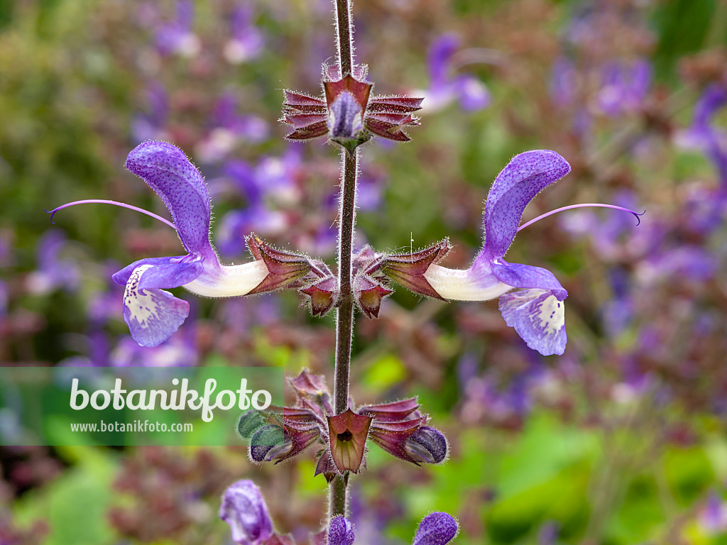 450037 - Indigo woodland sage (Salvia forskaohlei)