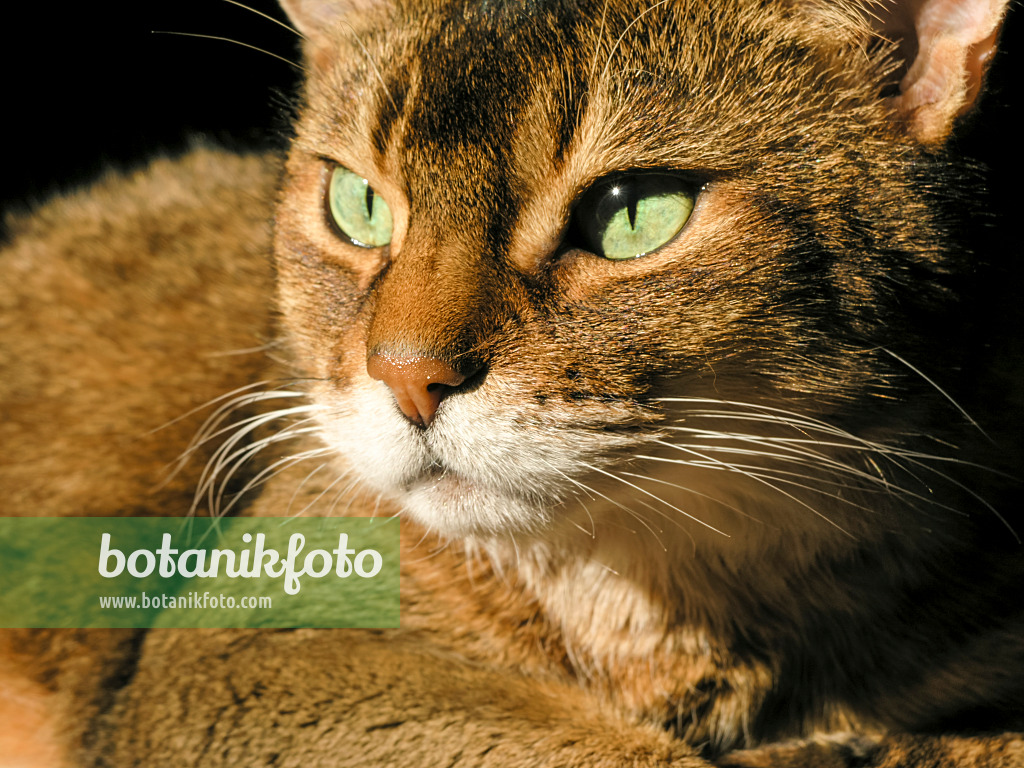 422012 - Interested looking Abyssinian cat cowering on a carpet in the sun