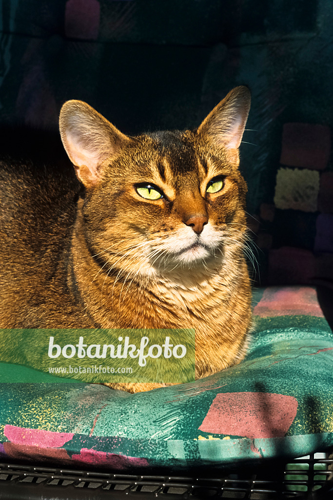 388175 - Interested looking Abyssinian cat crouching on a pillow in the sun