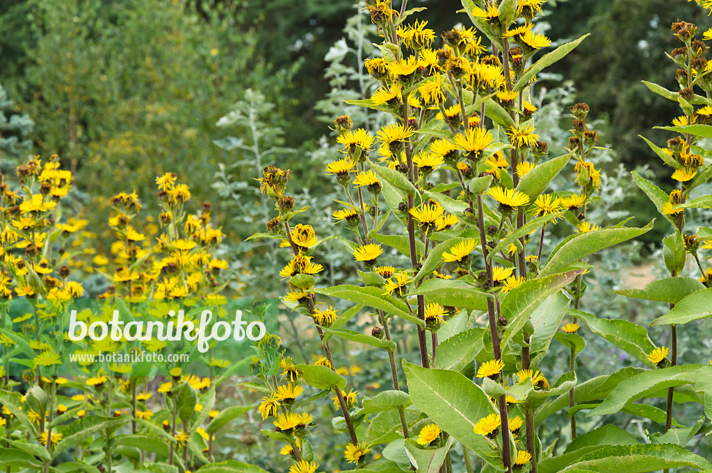 511238 - Inula racemosa 'Sonnenspeer'