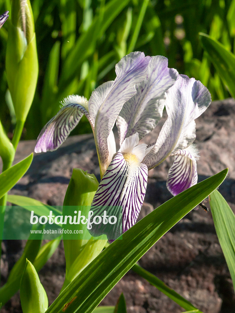 413050 - Iris (Iris reginae)