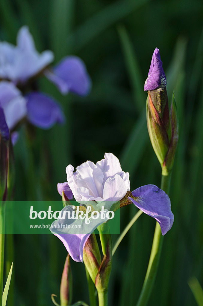 496274 - Iris (Iris x sibtosa 'Sibtosa Queen')