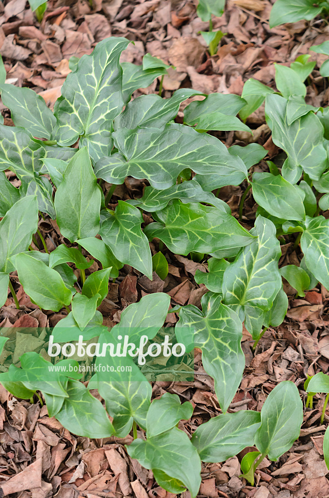 529056 - Italian arum (Arum italicum)