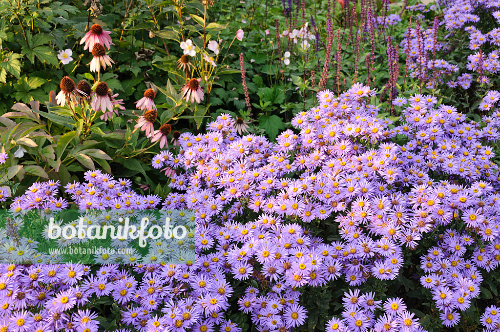 488142 - Italian aster (Aster amellus 'Glücksfund') and purple cone flower (Echinacea purpurea)