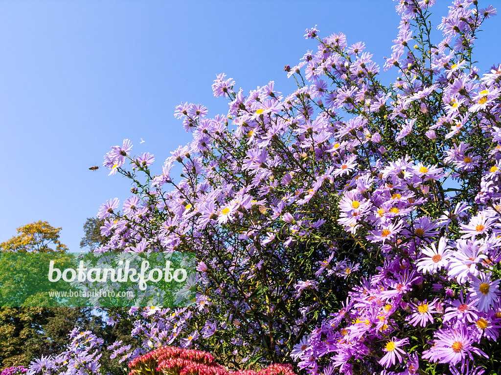 430101 - Italian aster (Aster amellus 'Rosa Erfüllung')