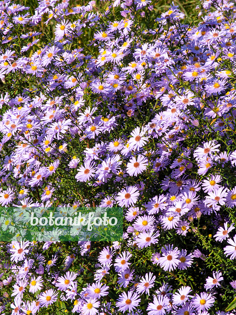 430102 - Italian aster (Aster amellus 'Rosa Erfüllung')