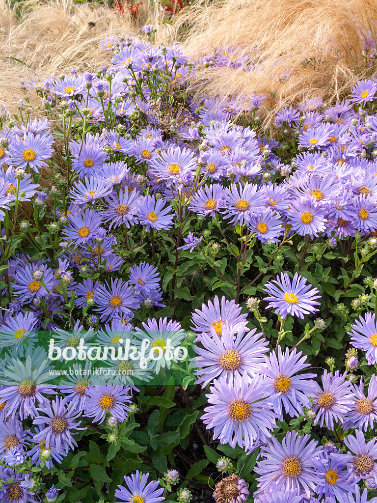 404013 - Italian aster (Aster amellus 'Silbersee')