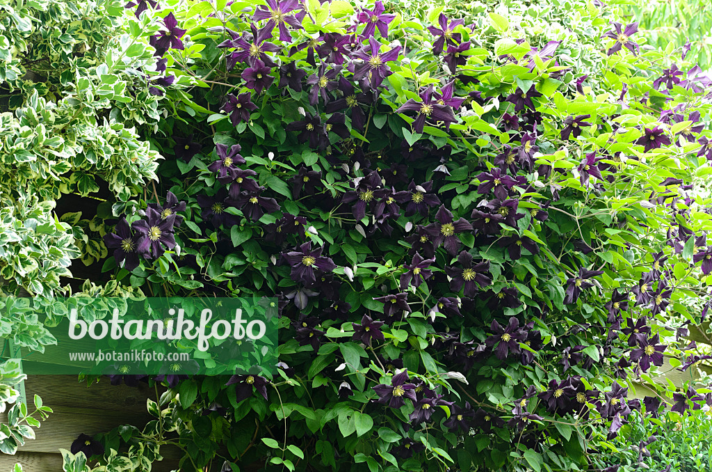 497180 - Italian clematis (Clematis viticella 'Romantika')