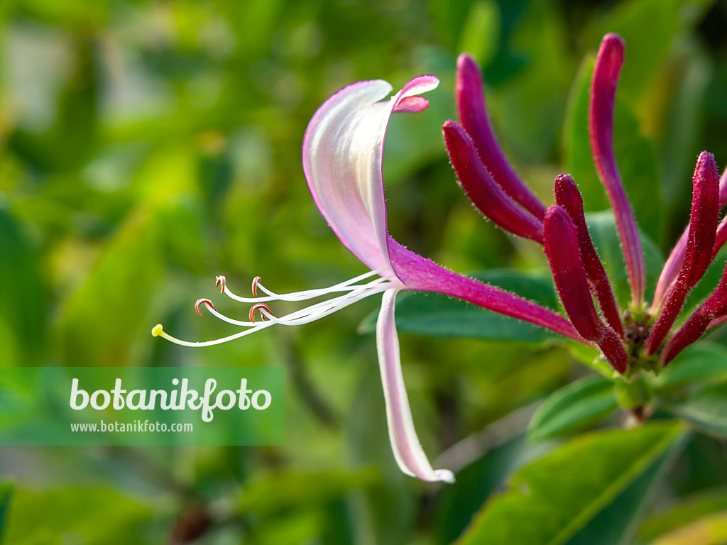 451025 - Italian honeysuckle (Lonicera caprifolium)