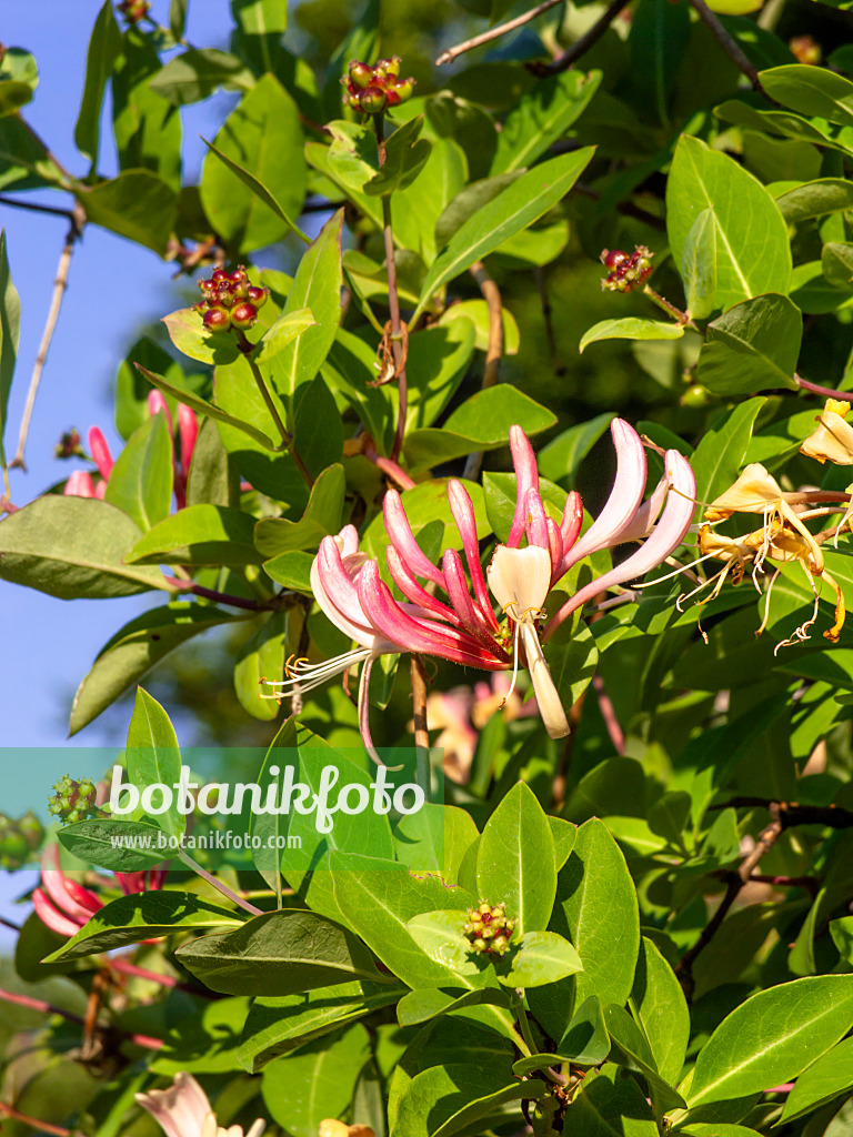 461130 - Italian honeysuckle (Lonicera caprifolium)