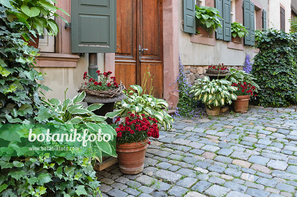 521163 - Ivies (Hedera), plantain lilies (Hosta) and pinks (Dianthus) in flower tubs