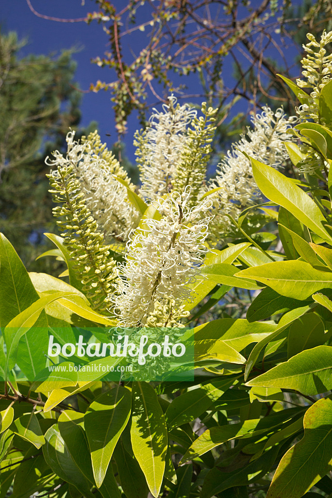 609026 - Ivory curl tree (Buckinghamia celsissima)