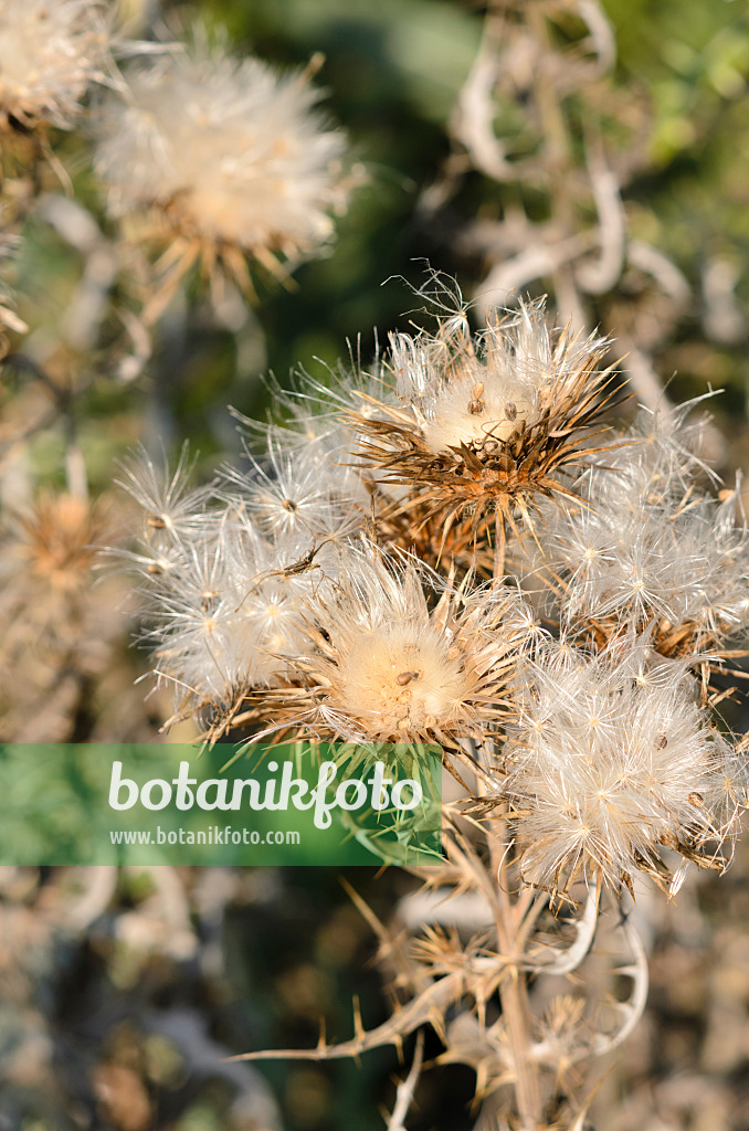 534449 - Ivory thistle (Ptilostemon afer syn. Cirsium diacanthum)