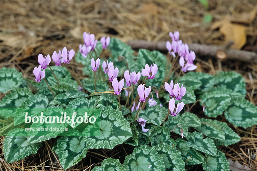 433212 - Ivy-leaved cyclamen (Cyclamen hederifolium syn. Cyclamen neapolitanum)