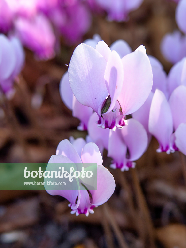 441163 - Ivy-leaved cyclamen (Cyclamen hederifolium syn. Cyclamen neapolitanum)