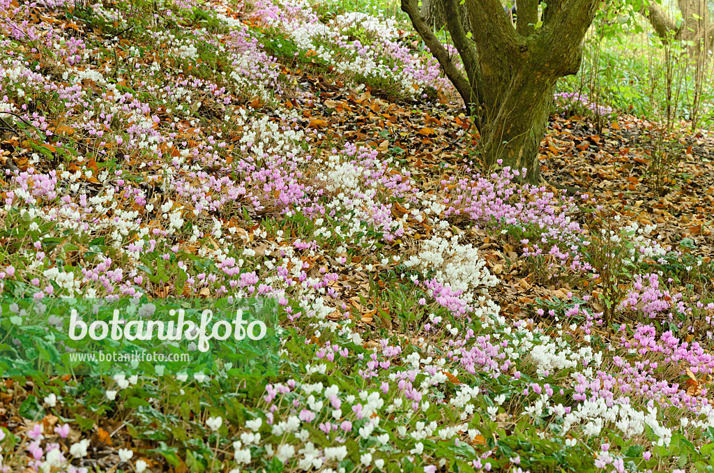 525118 - Ivy-leaved cyclamen (Cyclamen hederifolium syn. Cyclamen neapolitanum)