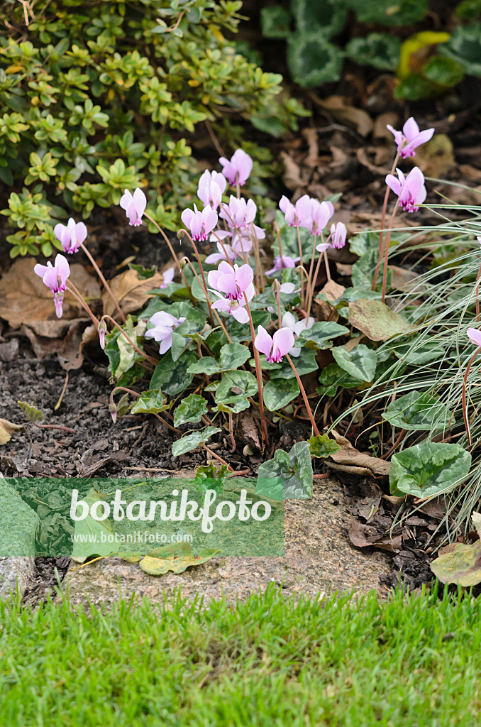 536189 - Ivy-leaved cyclamen (Cyclamen hederifolium syn. Cyclamen neapolitanum)