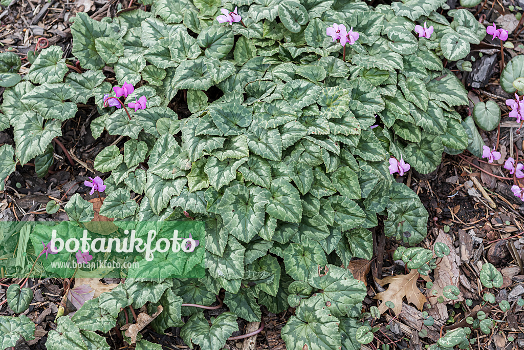 616381 - Ivy-leaved cyclamen (Cyclamen hederifolium syn. Cyclamen neapolitanum)