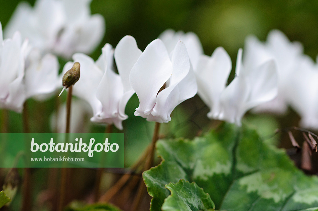 488094 - Ivy-leaved cyclamen (Cyclamen hederifolium 'Amaze Me' syn. Cyclamen neapolitanum 'Amaze Me')