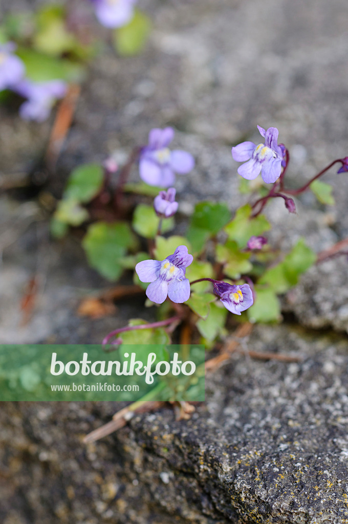 472147 - Ivy-leaved toadflax (Cymbalaria muralis)