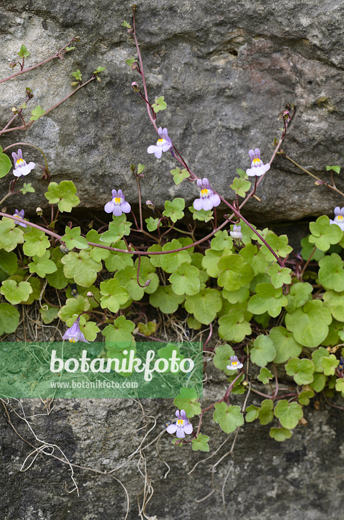 496140 - Ivy-leaved toadflax (Cymbalaria muralis)