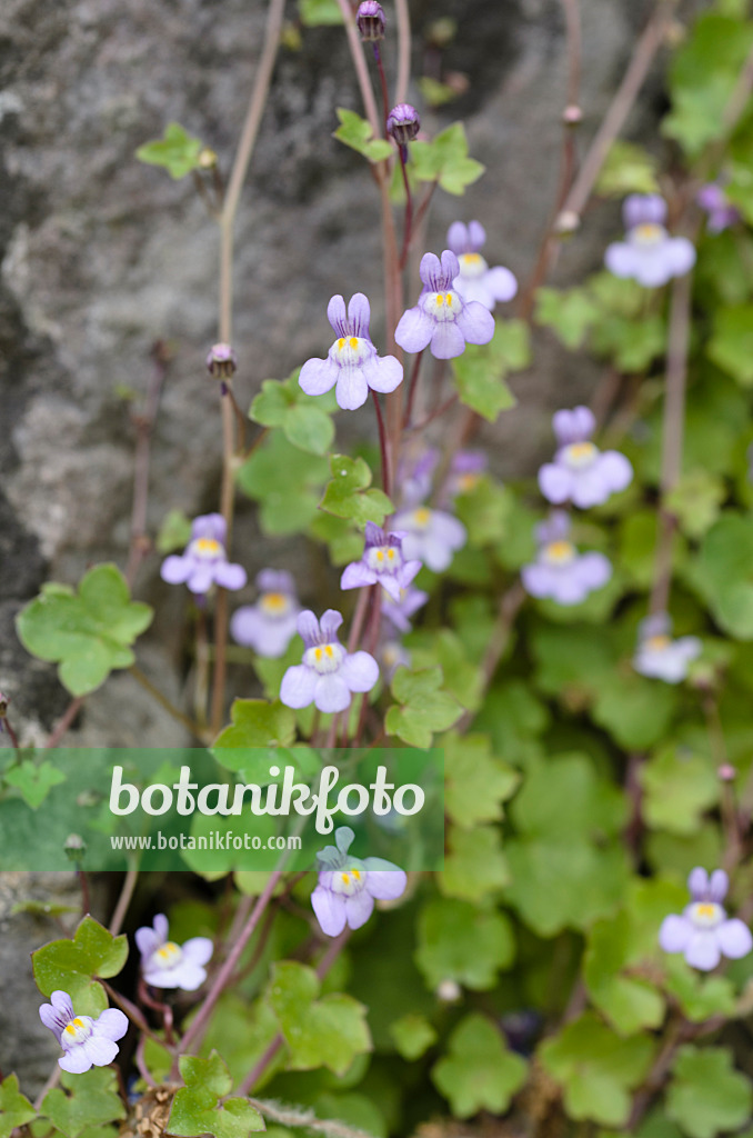 496141 - Ivy-leaved toadflax (Cymbalaria muralis)