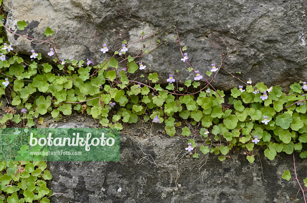 496142 - Ivy-leaved toadflax (Cymbalaria muralis)