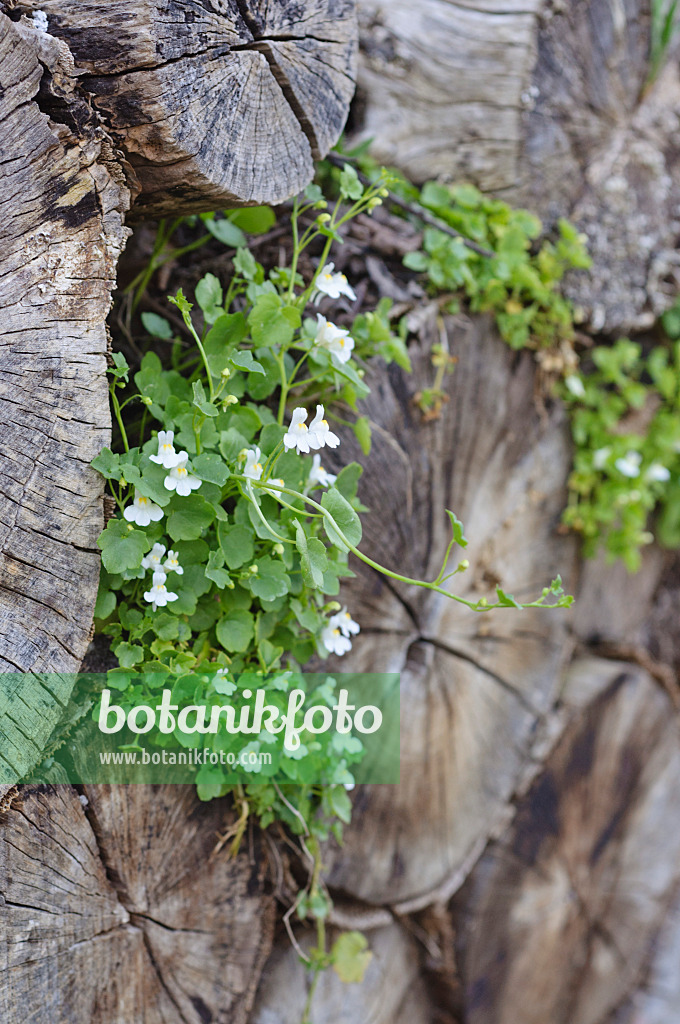 471329 - Ivy-leaved toadflax (Cymbalaria muralis 'Alba')