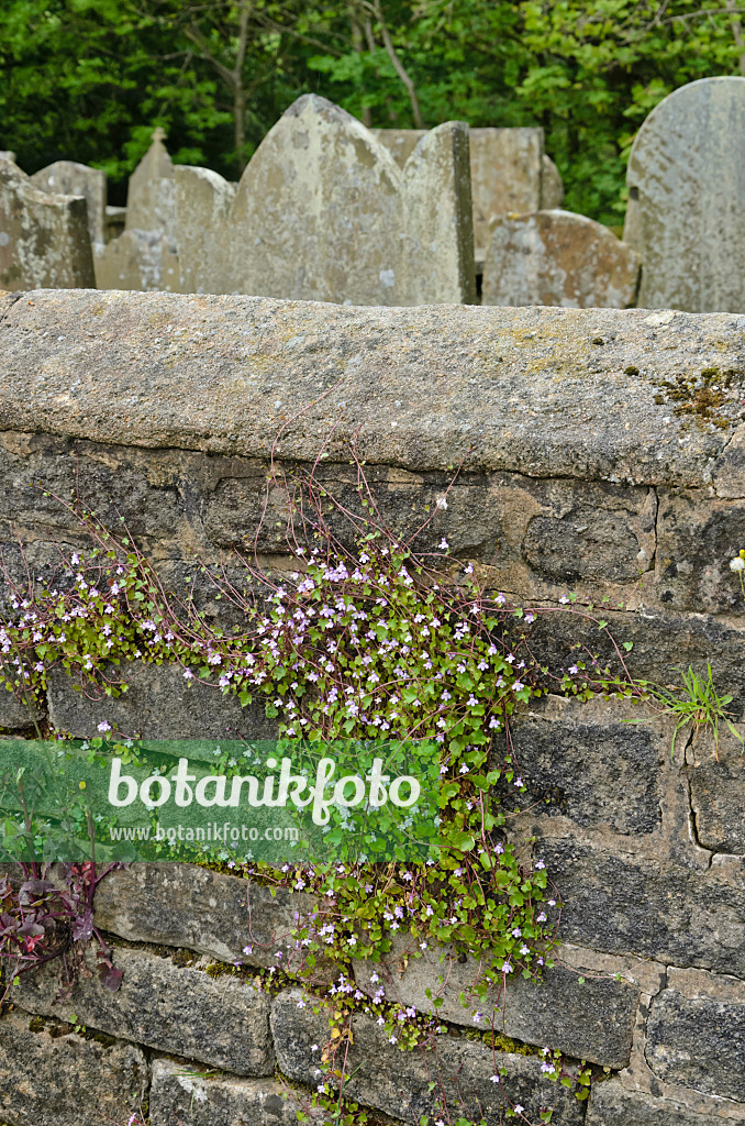 533504 - Ivy-leaved toadflax (Cymbalaria muralis) on a stone wall