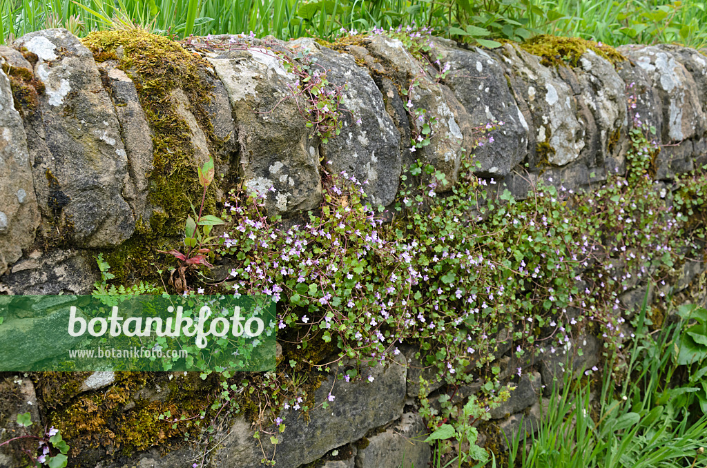 533505 - Ivy-leaved toadflax (Cymbalaria muralis) on a mossy stone wall