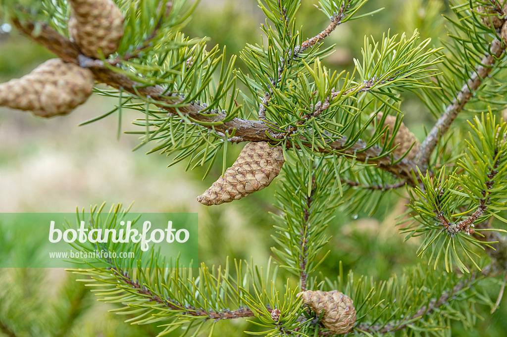 593157 - Jack pine (Pinus banksiana)