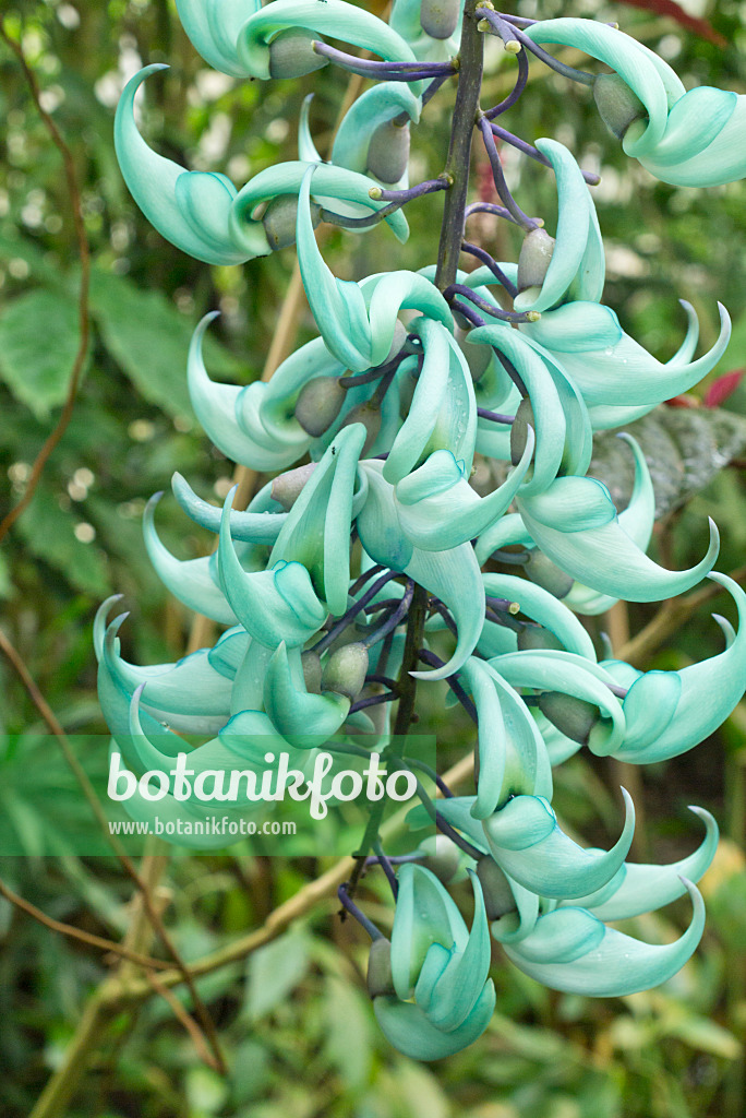 554070 - Jade vine (Strongylodon macrobotrys)