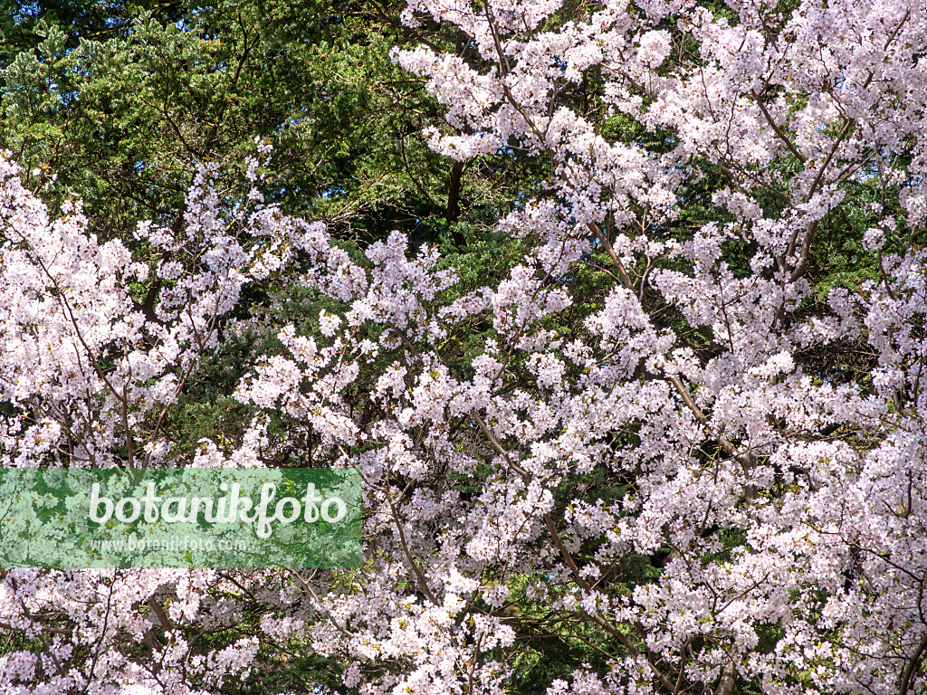 436244 - Japanese alpine cherry (Prunus nipponica)