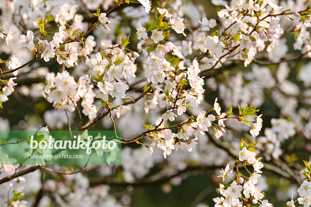 483153 - Japanese alpine cherry (Prunus nipponica)