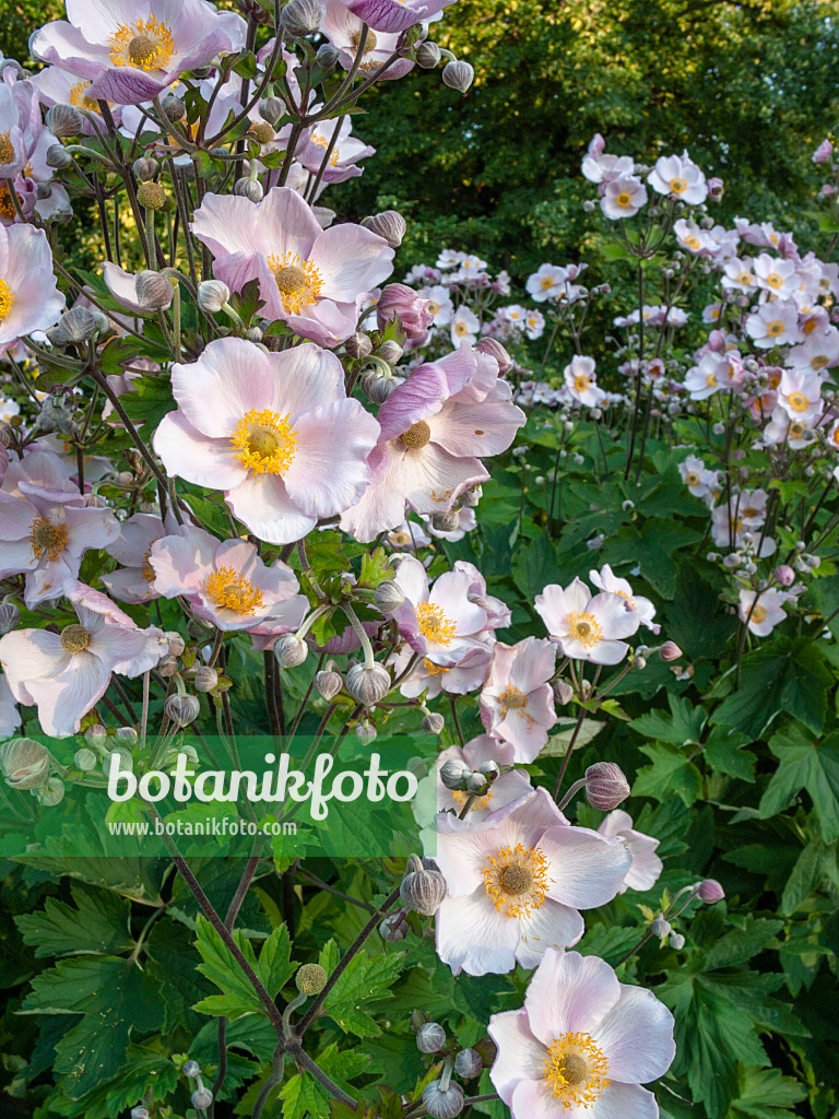 403063 - Japanese anemone (Anemone hupehensis var. japonica 'Septembercharme')